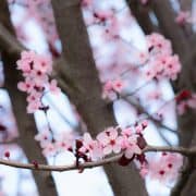 Plum Blossoms | Kitchen Confidante