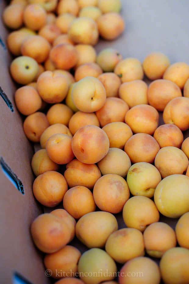 A cardboard box full of freshly picked apricots.