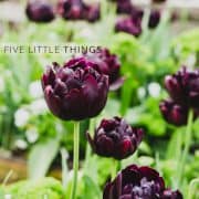 Five Little Things | Kitchen Confidante | Purple Tulips