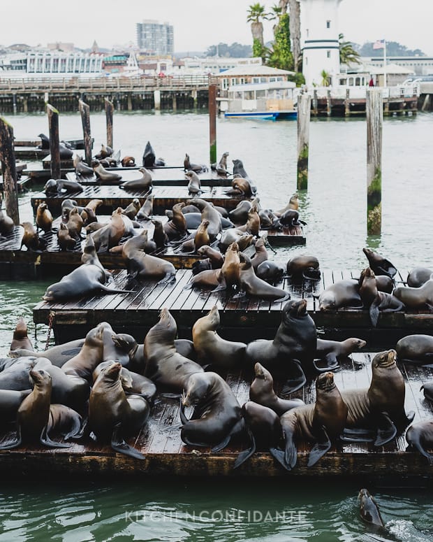 Five Little Things | Kitchen Confidante | Sea Lions at Pier 39, San Francisco