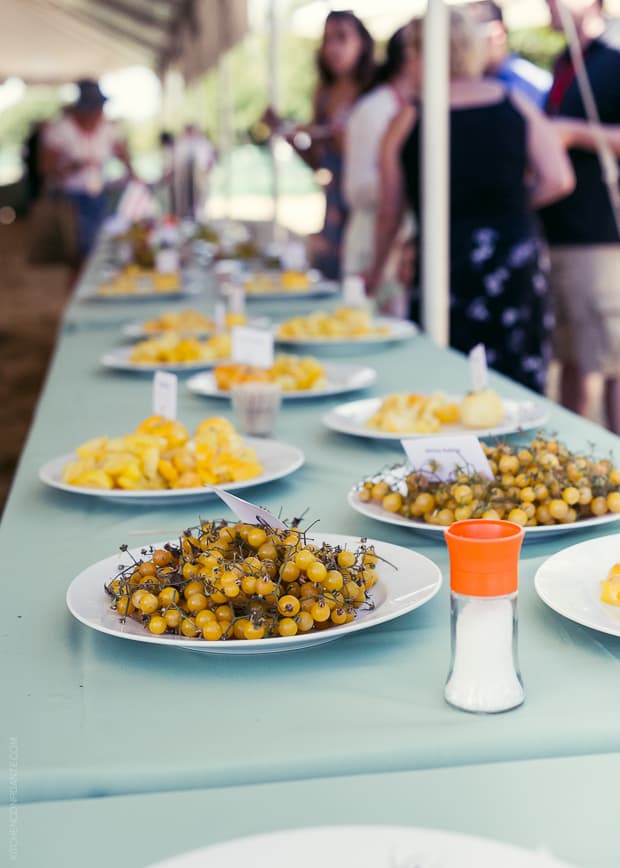 Tomato Tasting - white plates filled with yellow tomatoes of various sizes.