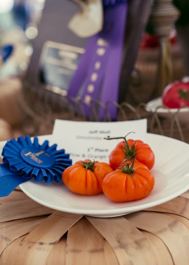 A white plate of 1st Place Tomatoes