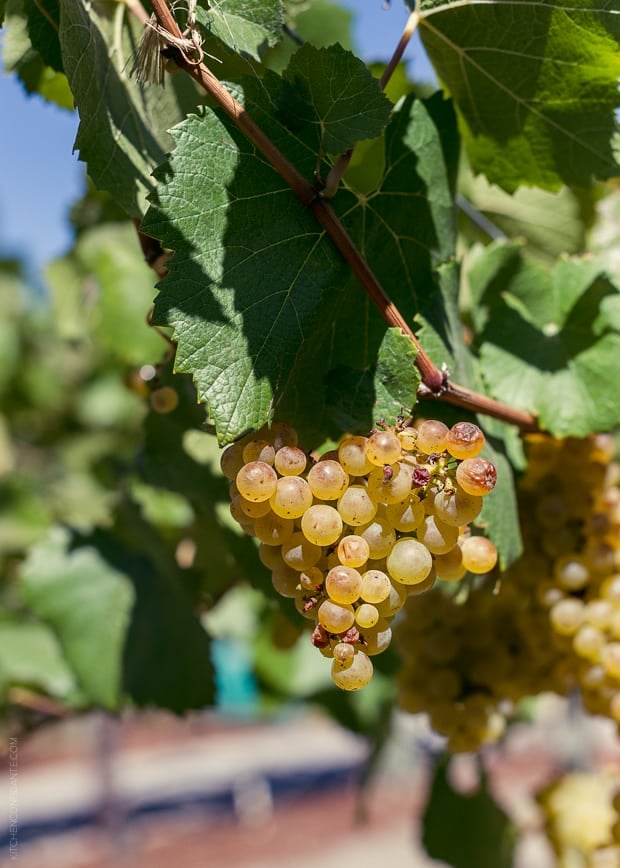 A cluster of Chardonnay Grapes hanging off of the vine.