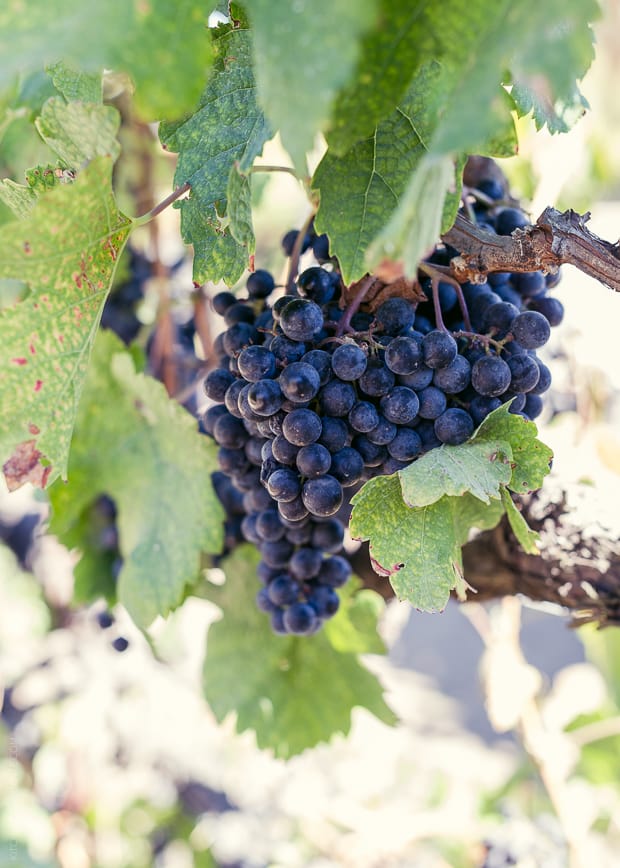 A cluster of purple Wine Grapes among grape leaves.