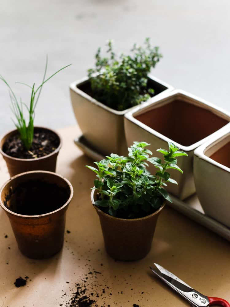 Enjoy fresh herbs all year long! Learn how to start an indoor herb garden, and which herbs do well for year-round cooking.