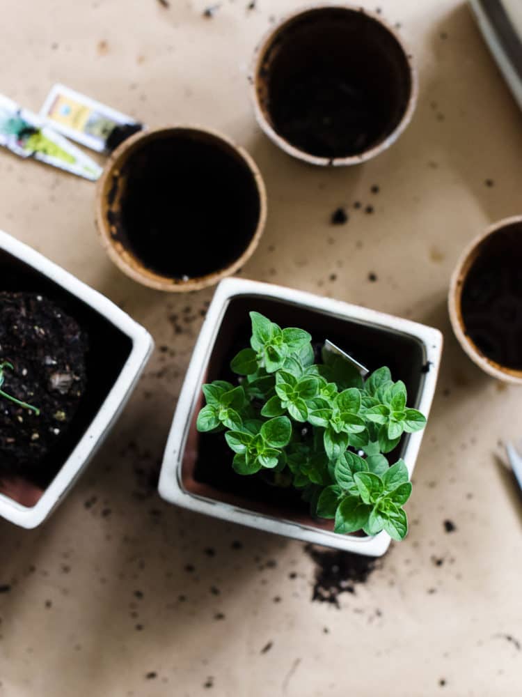 Enjoy fresh herbs all year long! Learn how to start an indoor herb garden, and which herbs do well for year-round cooking.