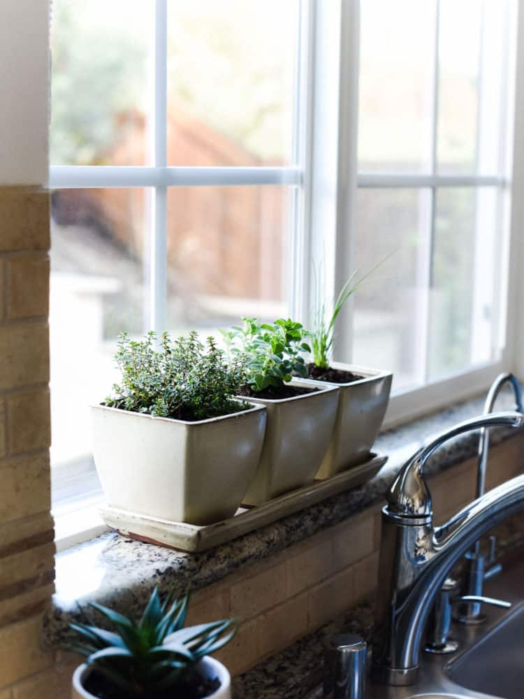 Enjoy fresh herbs all year long! Learn how to start an indoor herb garden, and which herbs do well for year-round cooking.