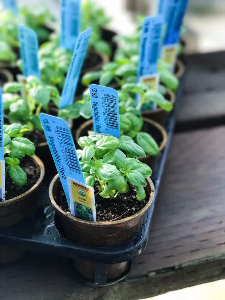Enjoy fresh herbs all year long! Learn how to start an indoor herb garden, and which herbs do well for year-round cooking.