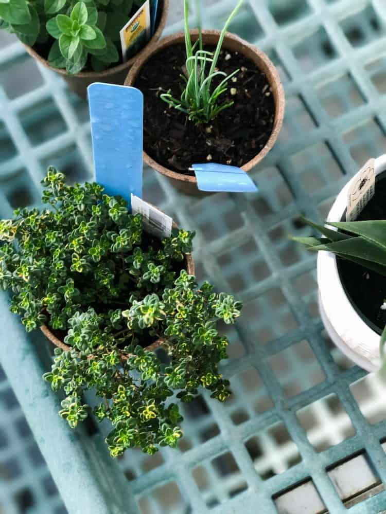 Enjoy fresh herbs all year long! Learn how to start an indoor herb garden, and which herbs do well for year-round cooking.