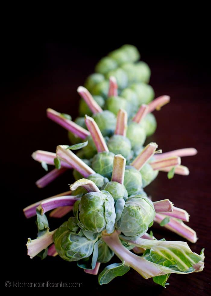 A stalk of brussels sprouts ready to create Caramelized Brussels Sprouts Crostini.