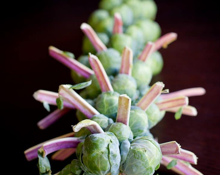 A stalk of brussels sprouts ready to create Caramelized Brussels Sprouts Crostini.