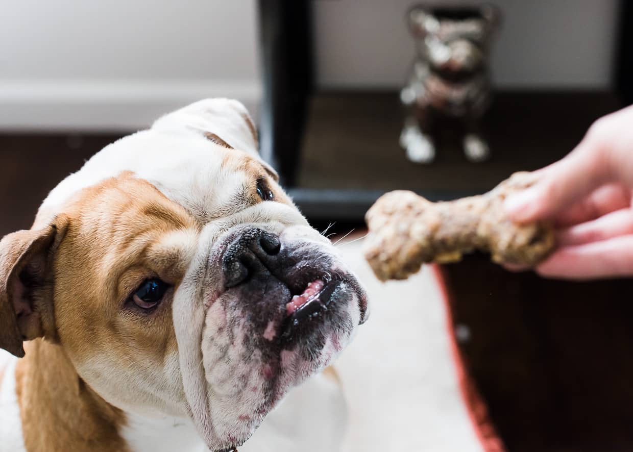 English Bulldog eats homemade dog biscuits.