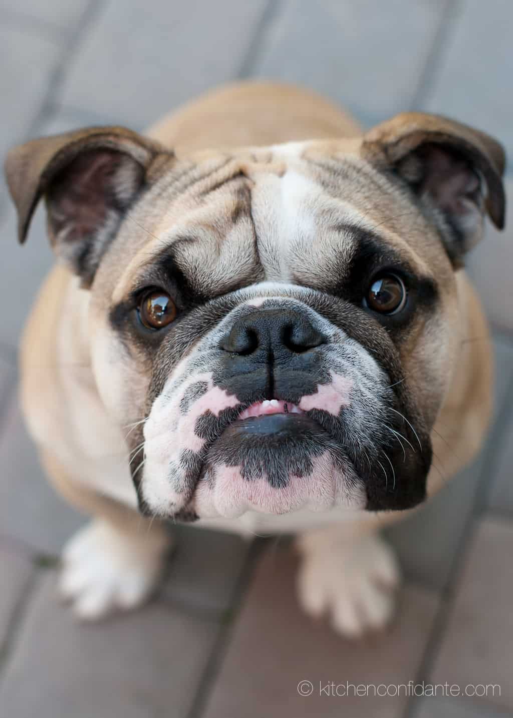 Close-up of English Bulldog's face