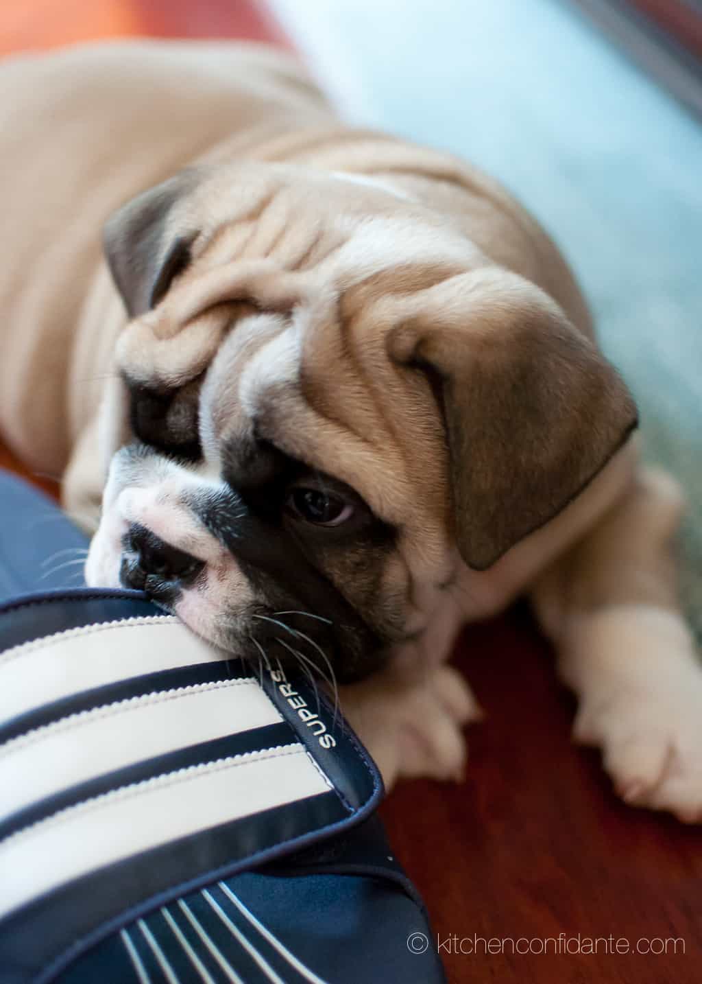 English bulldog puppy eating shoe.