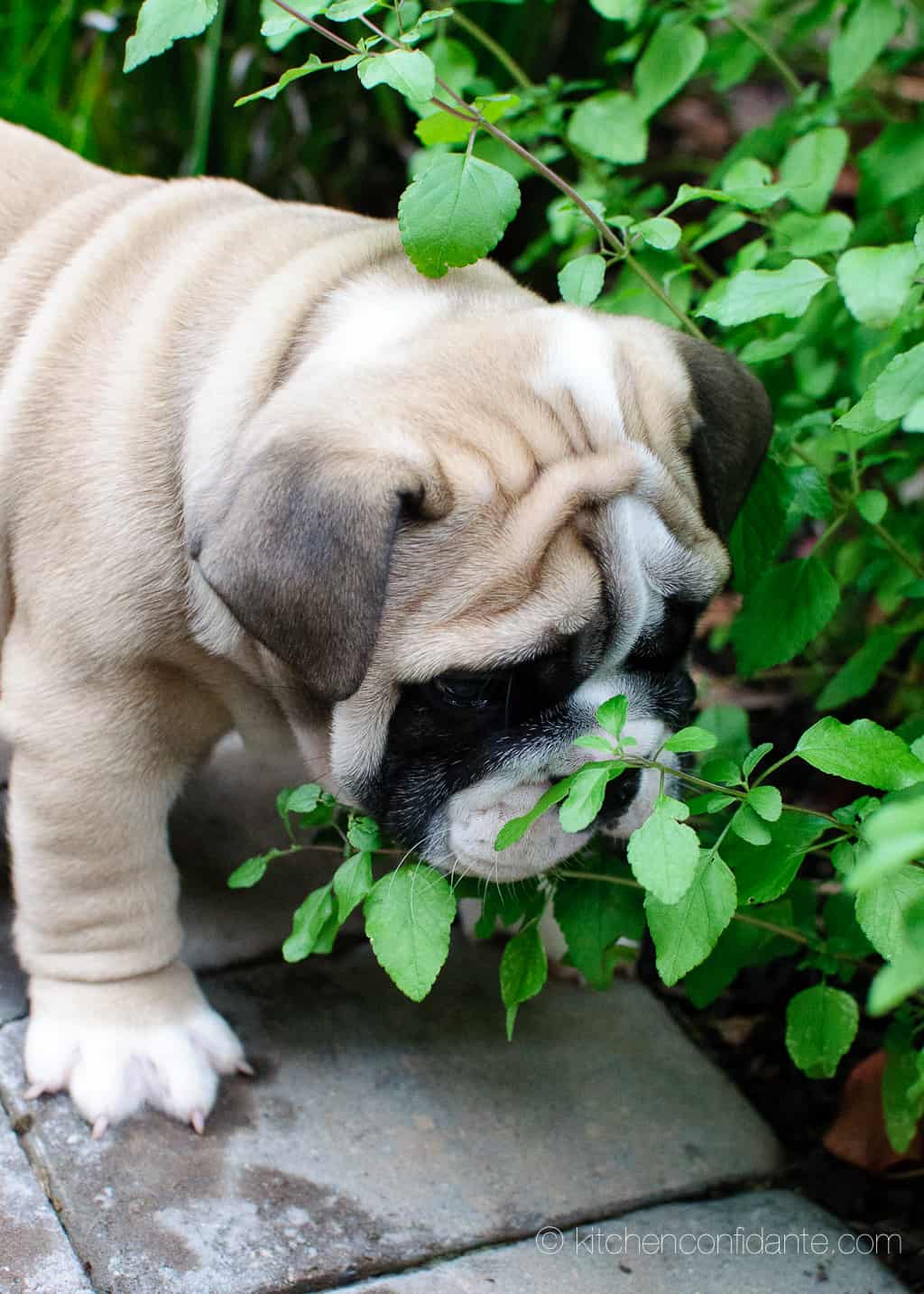English Bulldog eating greenery.