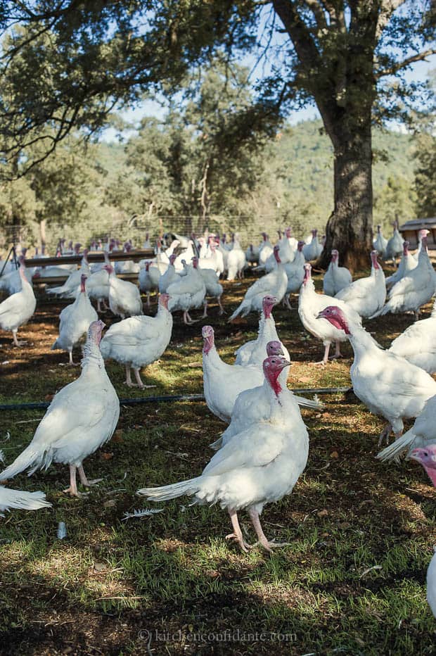 White turkeys at the ranch.