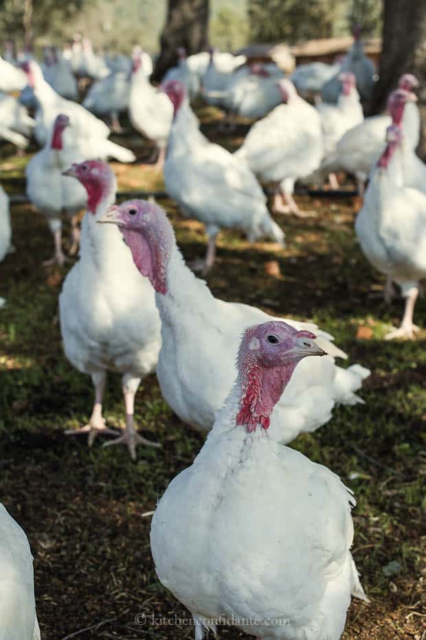 Several white turkeys, with more in the background.