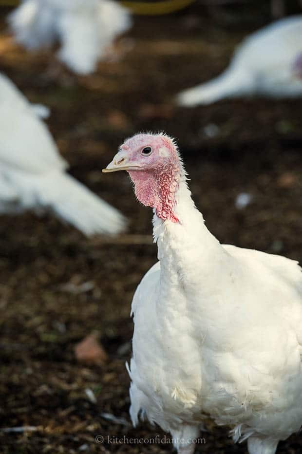 Closeup photo of a white turkey.