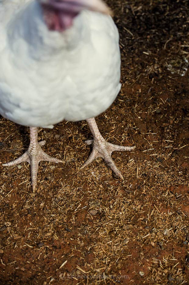 Turkey Feet