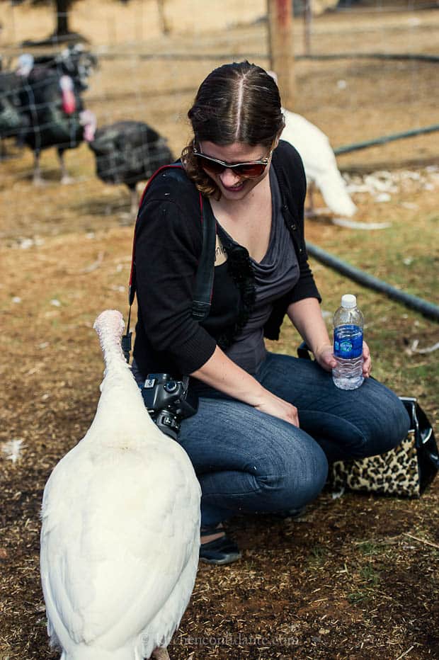 Inquisitive white turkey inspecting a woman.