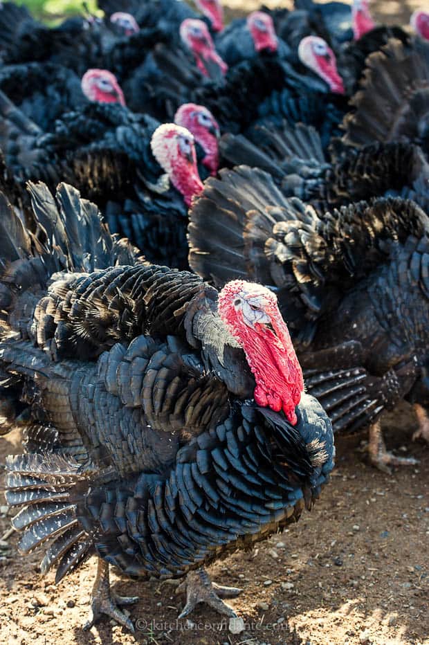 Turkey at the ranch.