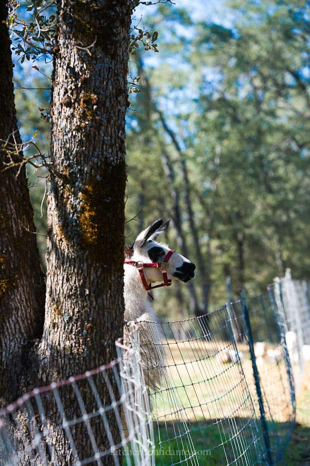 Alpaca wearing a red harness peering over the fence.