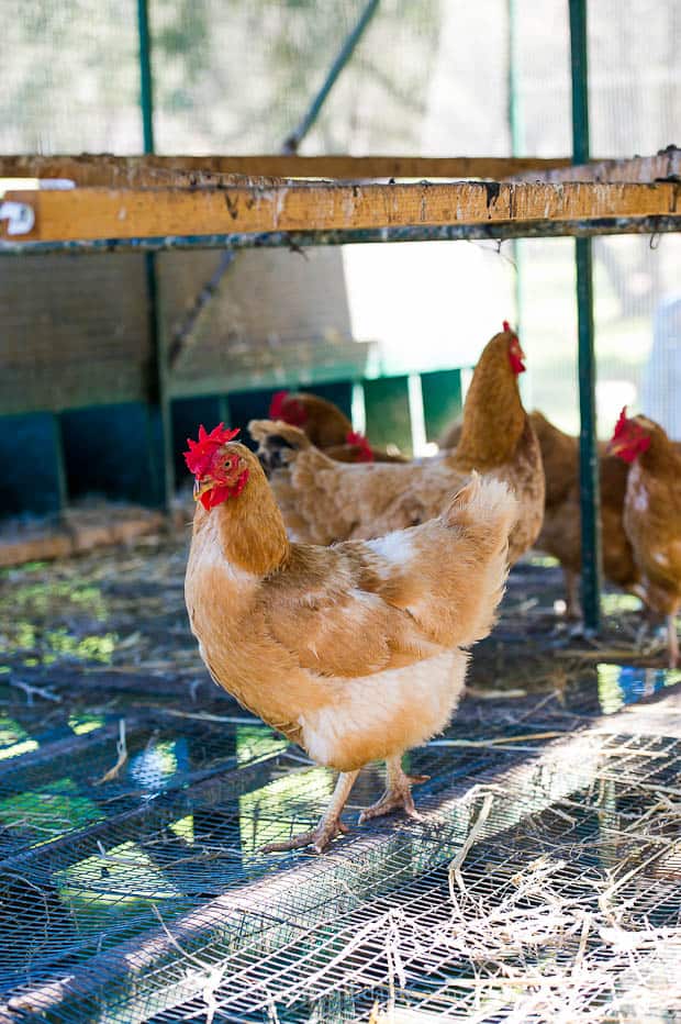 Chickens in their roost.