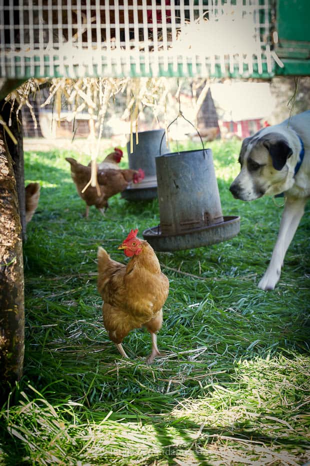 Chickens by their feed and Farm Dog