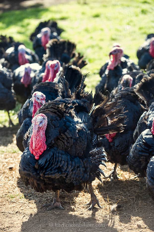 A photo of many turkeys.