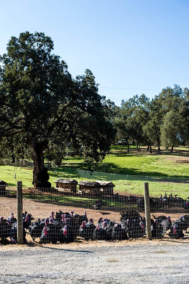 Turkeys in large fenced pasture at Diestel Turkey Ranch