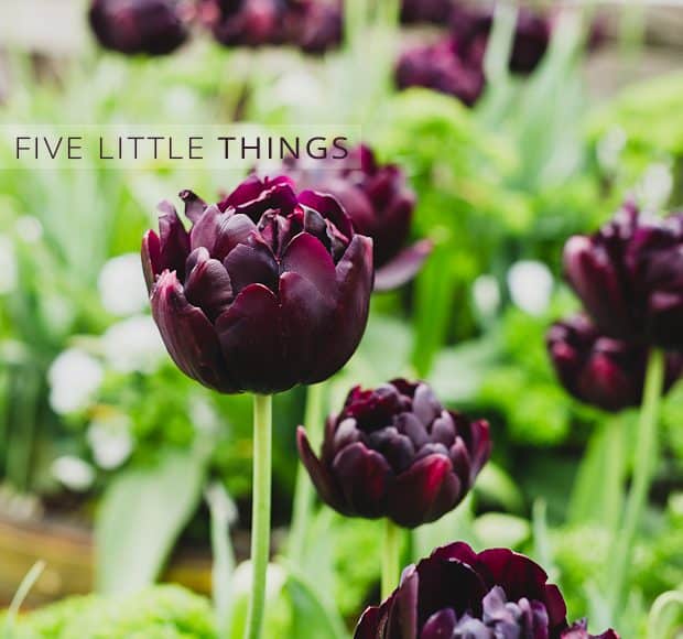 Five Little Things | Kitchen Confidante | Purple Tulips