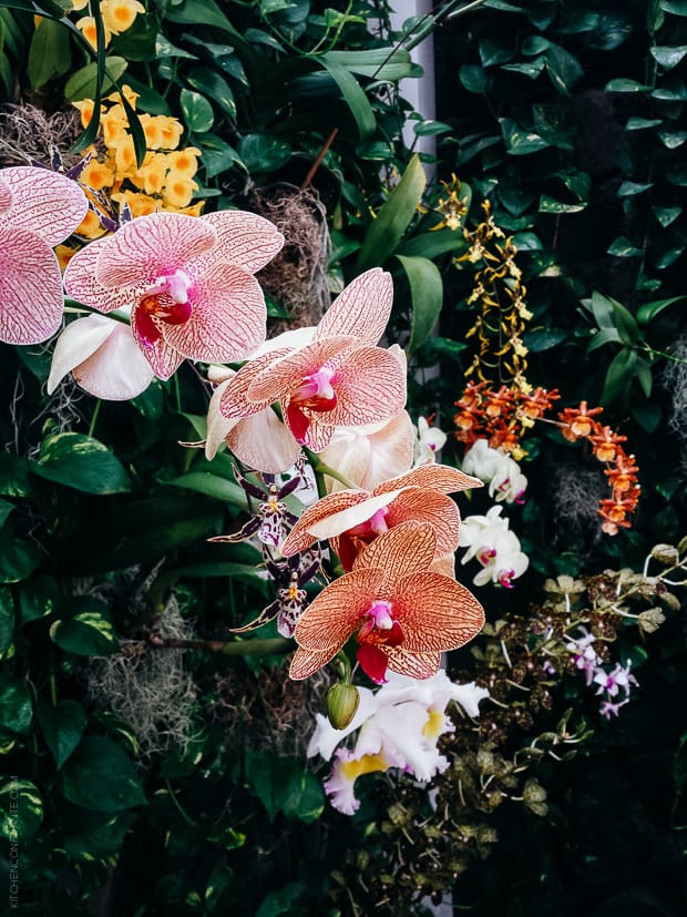 A flowering plant in Honolulu.