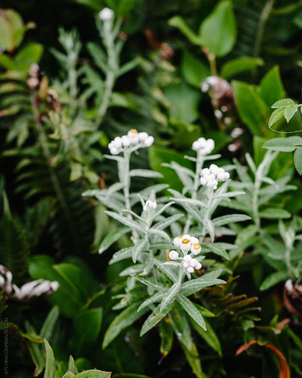 Coastal Flowers viewed while visiting Tillamook.