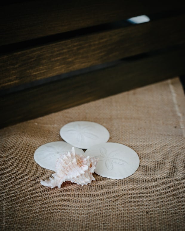 Tillamook #Blog2Farm | www.kitchenconfidante.com | Seashells