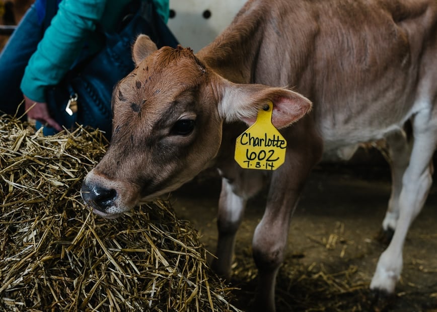 Jersey Cow at Tillamook.