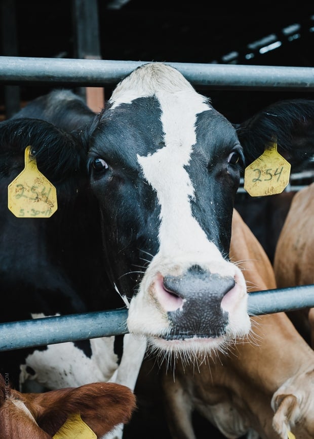 Tillamook Holstein Cow