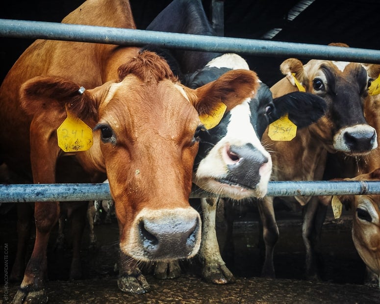 Tillamook Cows reaching their heads through a gate.
