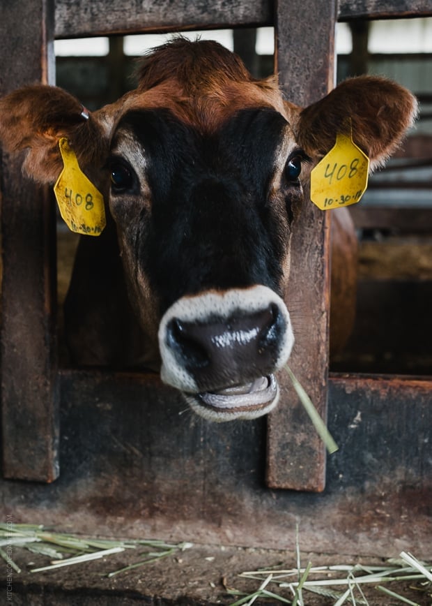 Dairy Cow chewing hay.