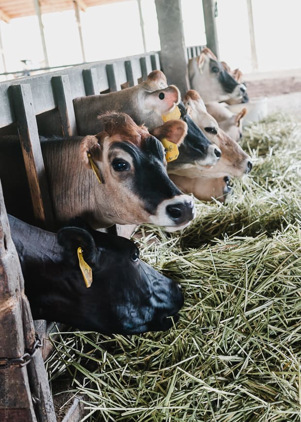 Fresh Hay being enjoyed by the Tillamook milk cows.