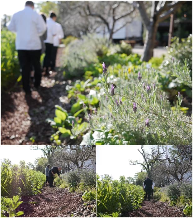 Walking through the CIA Herb Garden at the Culinary Institute of America in St. Helena.