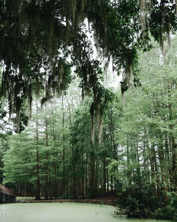 A jungle garden on Avery Island.