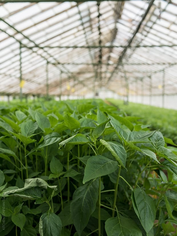 Green plants in the Tabasco Greenhouse.