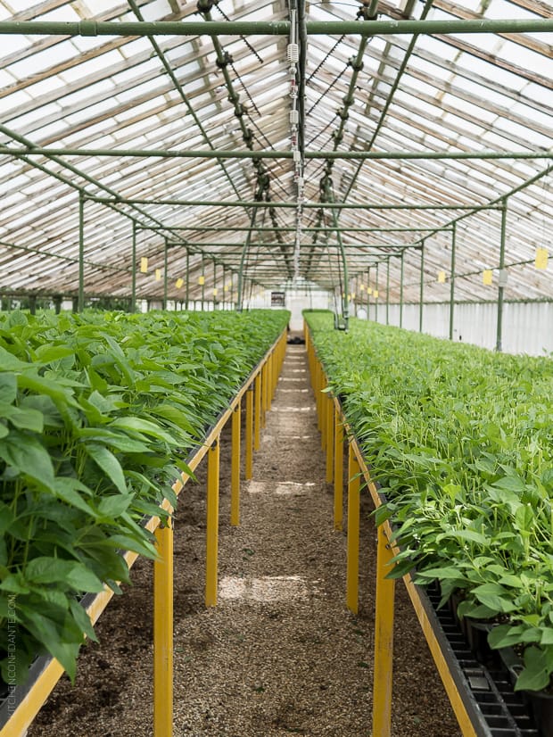 Tabasco Greenhouse and Tabasco Pepper Plants.