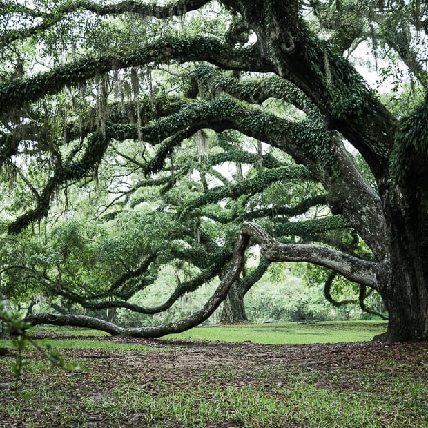 Scenes from Avery Island and Tabasco | www.kitchenconfidante.com | Oak and Spanish Moss