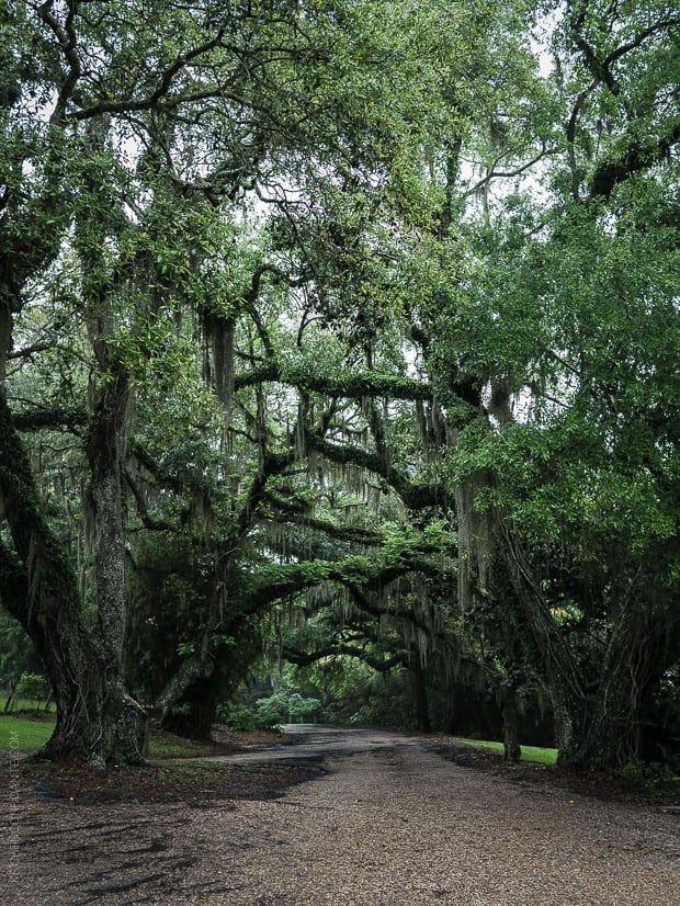 Scenes from Avery Island and Tabasco.