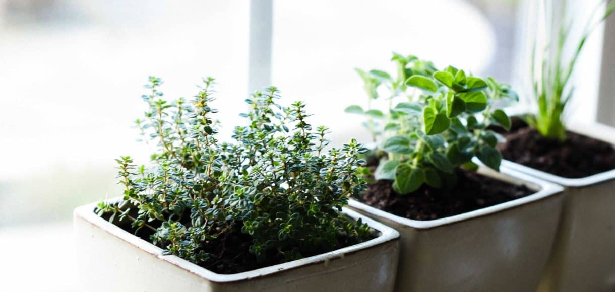 Enjoy fresh herbs all year long! Learn how to start an indoor herb garden, and which herbs do well for year-round cooking.