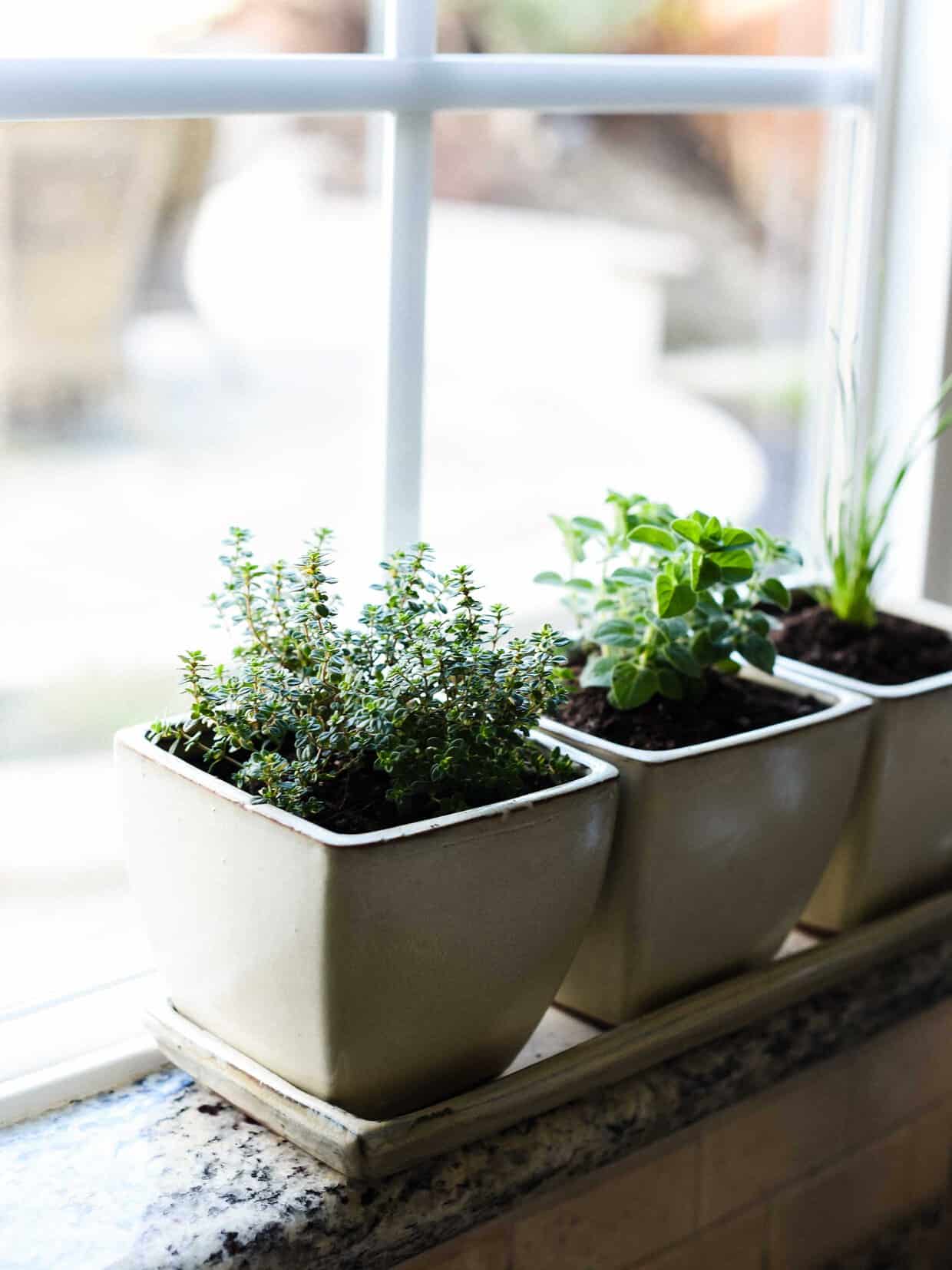 How to Start an Indoor Herb Garden | Kitchen Confidante®