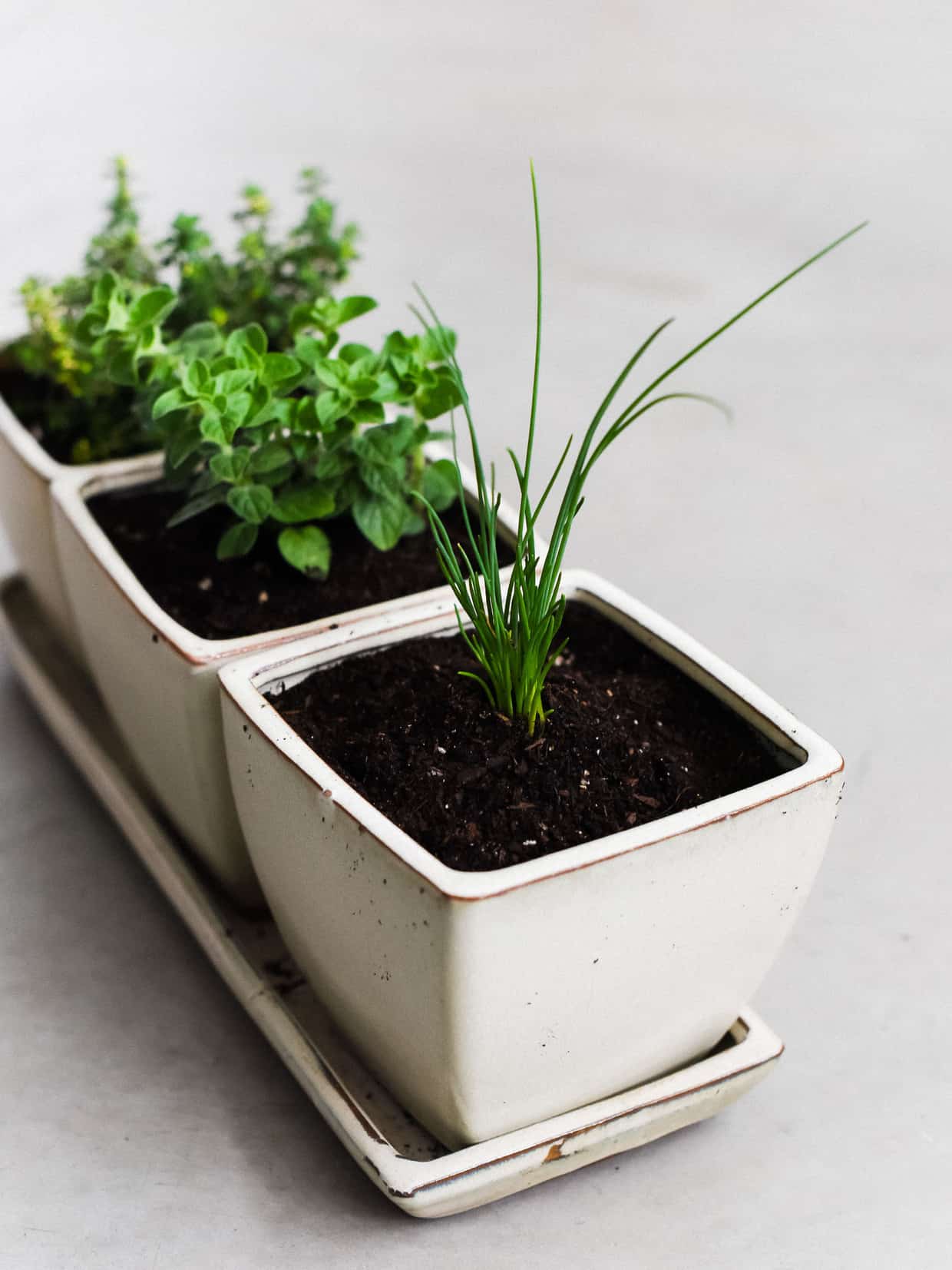 Enjoy fresh herbs all year long! Learn how to start an indoor herb garden, and which herbs do well for year-round cooking.