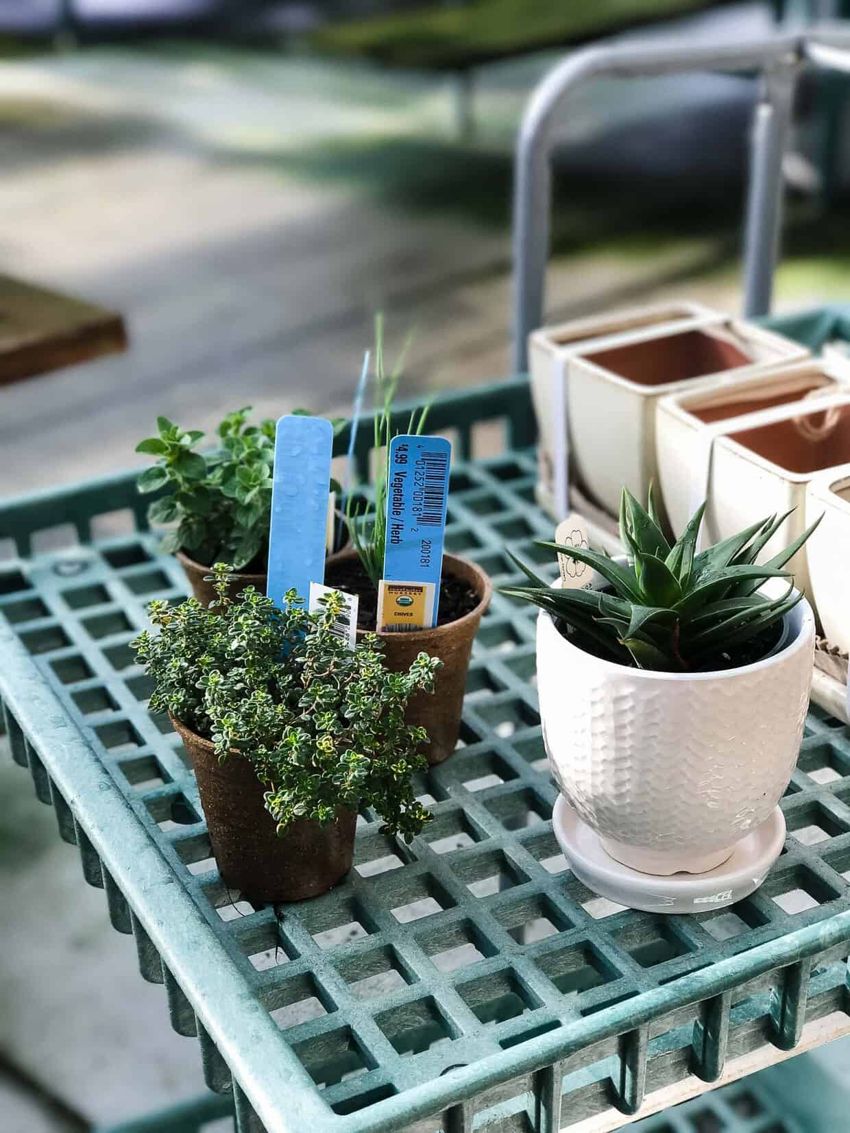 Enjoy fresh herbs all year long! Learn how to start an indoor herb garden, and which herbs do well for year-round cooking.