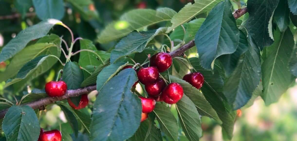 Ripe cherries on a branch in an orchard
